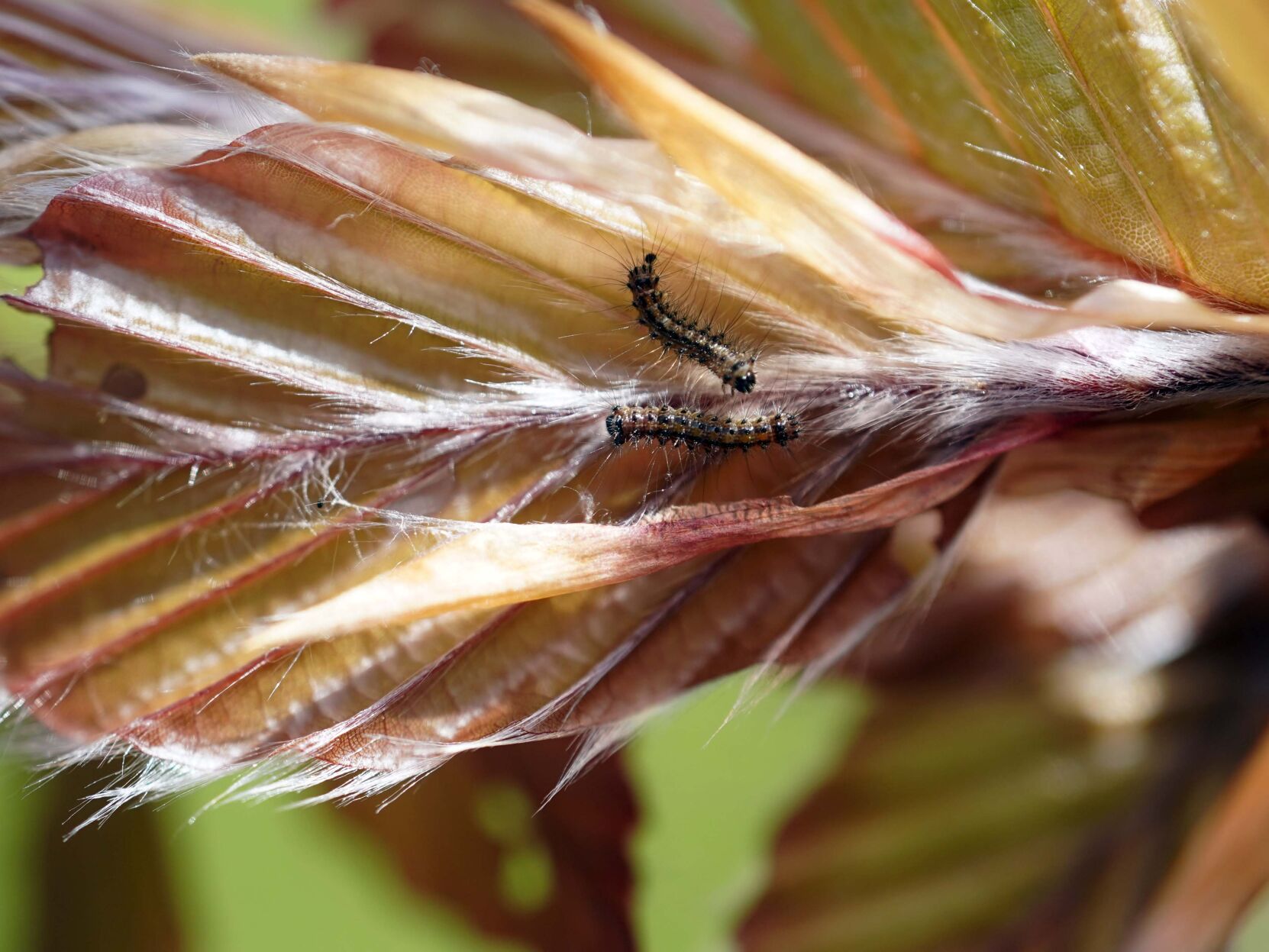 SPONGYMOTHLARVAE-1.jpg